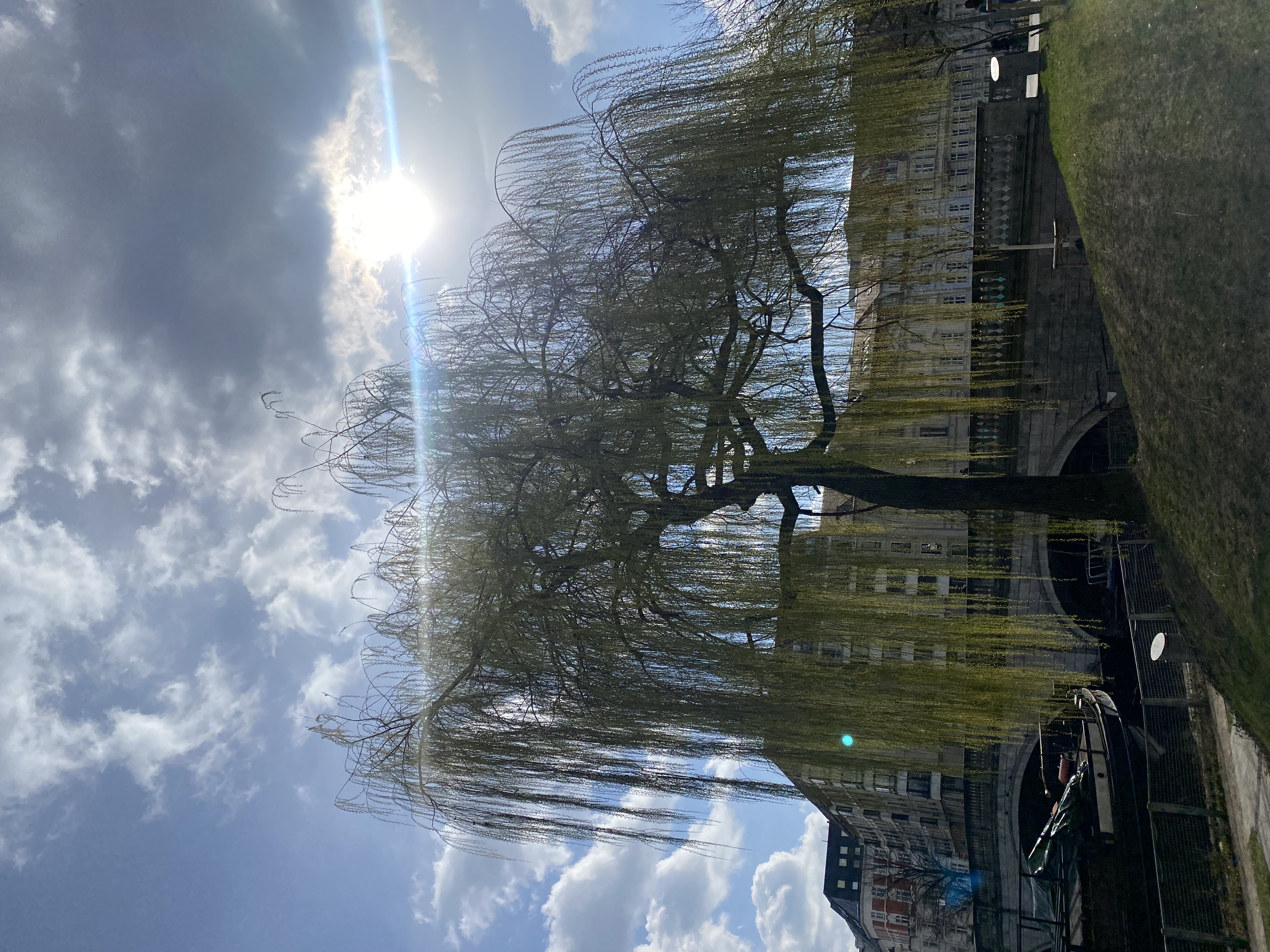 A lone willow tree beside the water, haloed by spring light