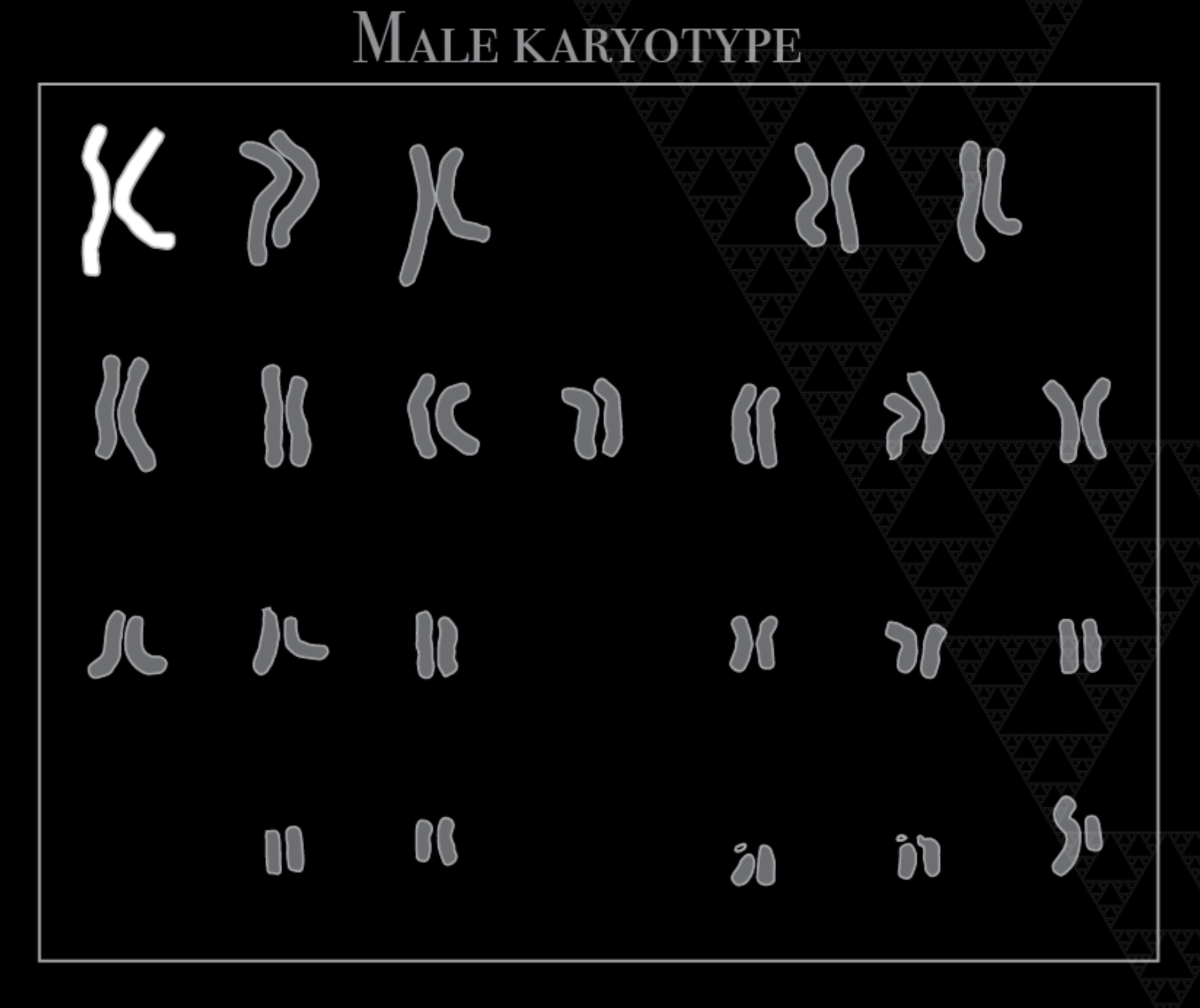 Male Karyotype