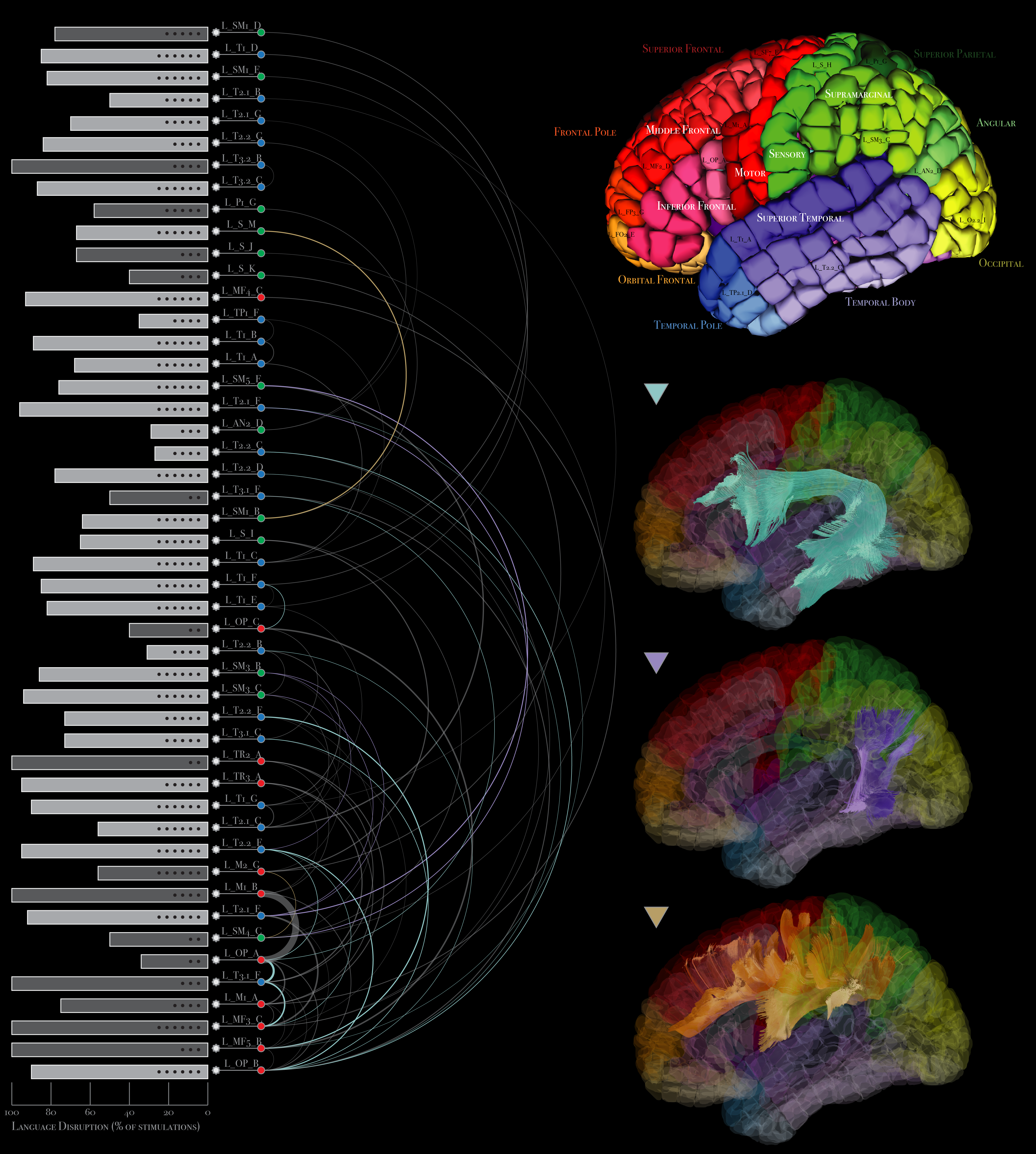 Network arc diagram of language areas