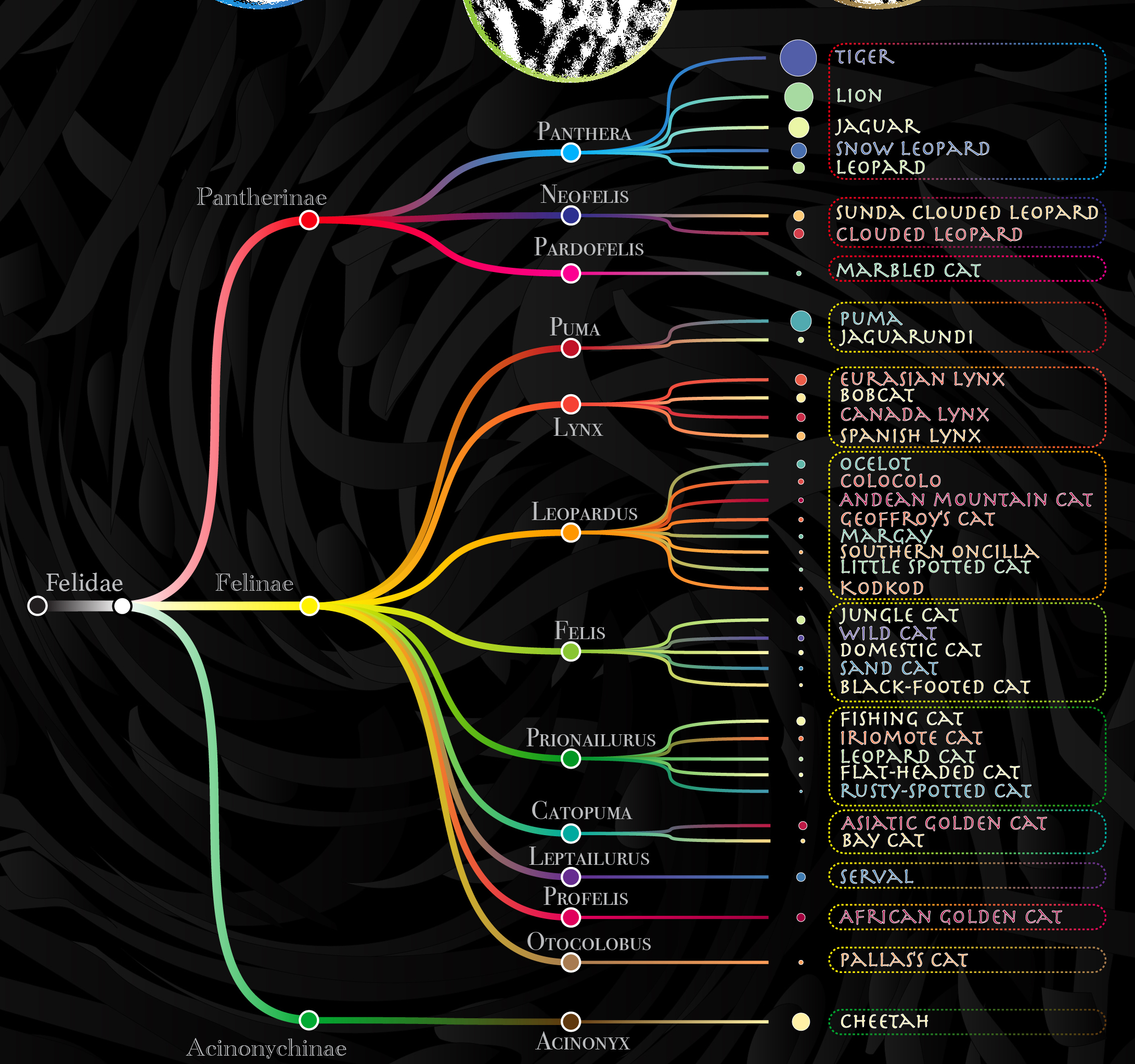 Dendrogram showing 38 species in 13 genera from 3 subfamilies
