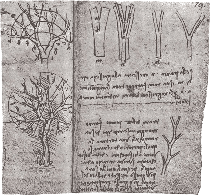 Varying stroke widths showing classification hierarchy