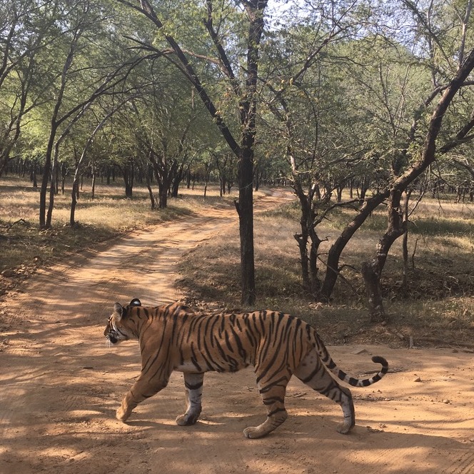 Tiger spotted during safari in Ranthambore