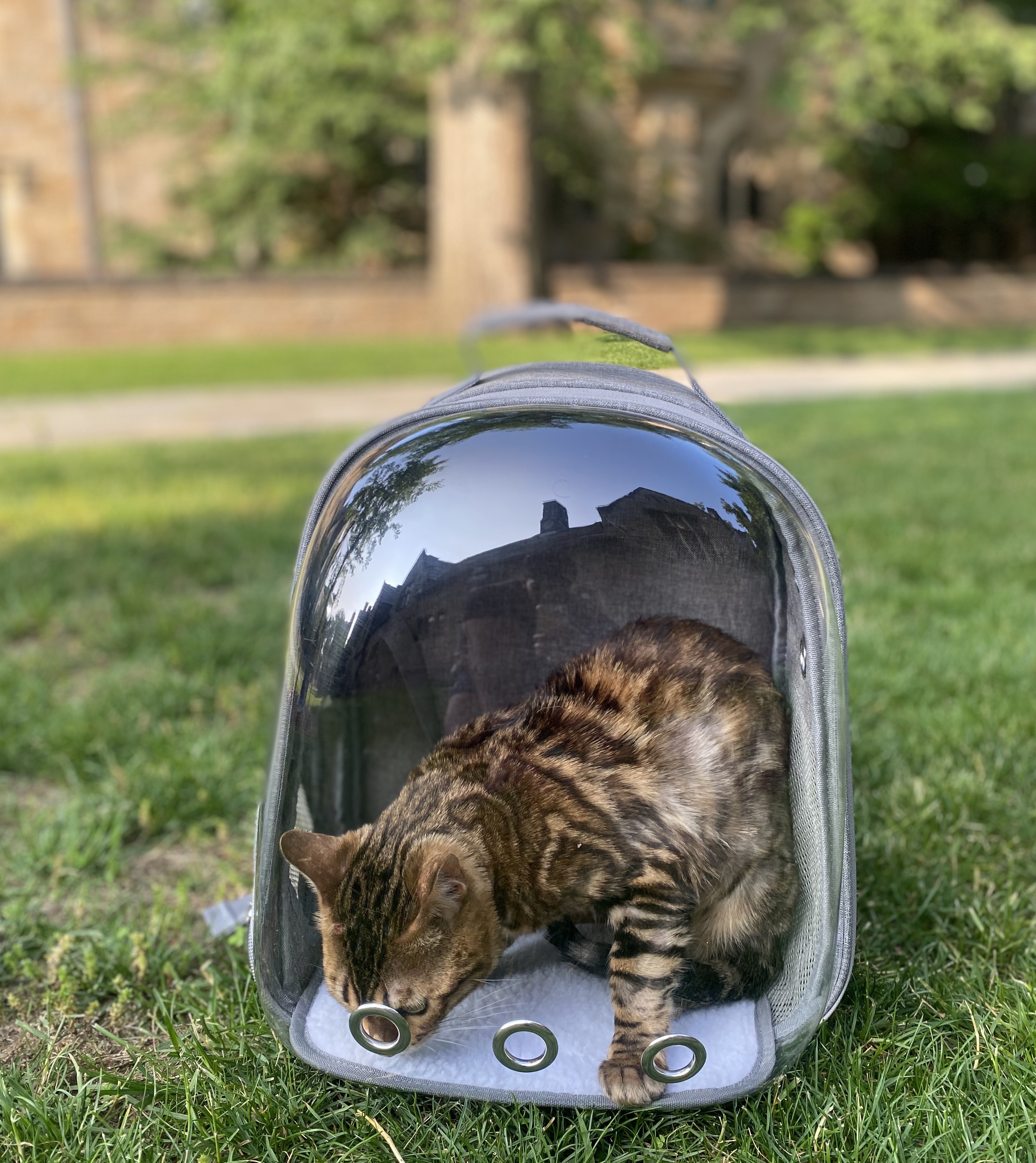 Full photo of Zafran